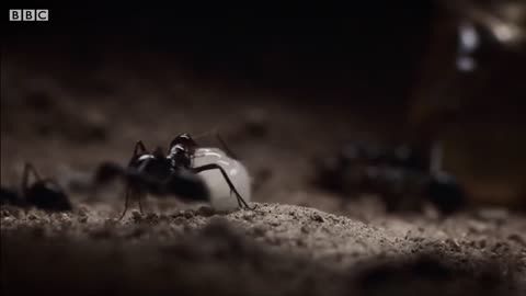 The Scary World of Creepy Crawlies | BBC Earth