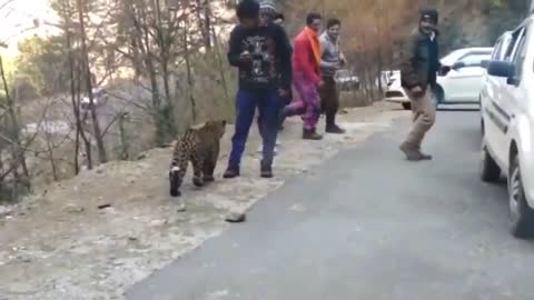 Viral Video Of Leopard 'Playing' With People Raises Concerns