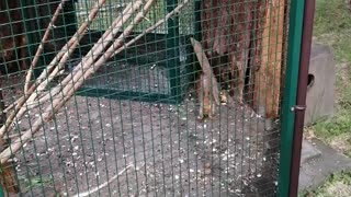 Beautiful squirrels in a cage.