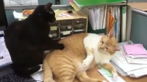 Special cat massage