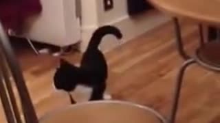 Mr Bouncy Cat - The Funny Cat Walk Hop