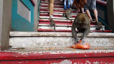 Wild monkeys in the heart of Kuala Lumpur do not really bother with humans around them