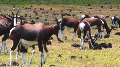 African Safari 4K - Amazing Wildlife of African Savanna _ Scenic Relaxation Film