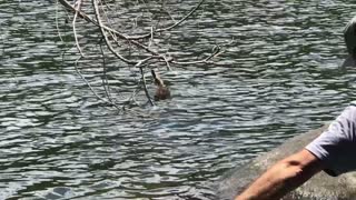 Duck Rescued from Abandoned Fish Hook