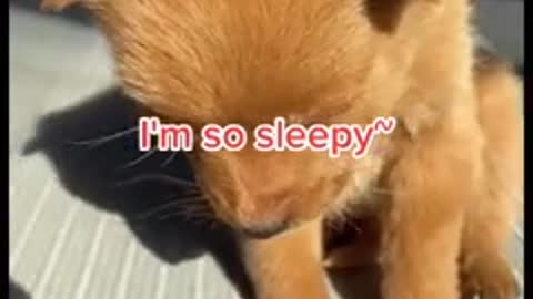 My Sleepy Dog! | How sleepy