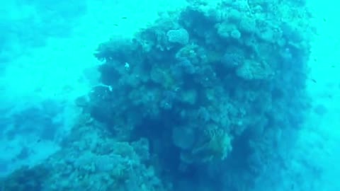Diving Around Big Coral Reefs Spotted With Ancient Stone