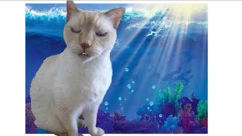 Cat poetry - Kitten of the Sea