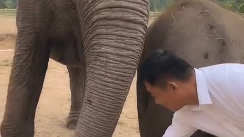 Cute elephant playing with the breeder