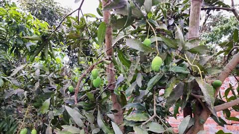 One Indian Village, More Than 100 Varieties of Mangoes