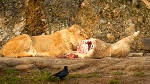 Lion Eat Big Cat - الأسد يأكل قطة كبيرة