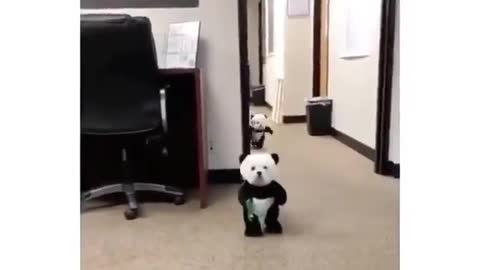 2 Cute Puppies Dressed as PANDAS