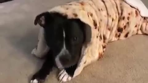 Pitbull Wraps Himself Into a Burrito
