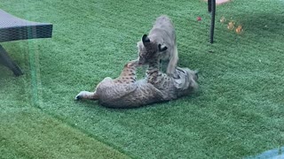 Bobcat Kittens Play by the Poolside
