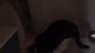 Black and white cat looking into toilet bowl