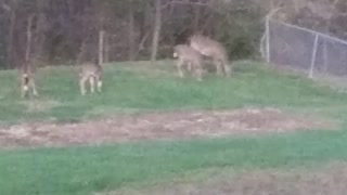 Backyard Visitors