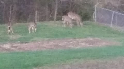 Backyard Visitors