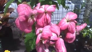 Lindas flores mussaenda rosa, são muito bonitas e charmosas! [Nature & Animals]