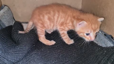 The kitten_ who thought he was abandoned_ was very happy to see his mother again