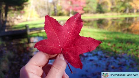 Why Do Leaves Turn Red in Fall? Growing in the Garden with God