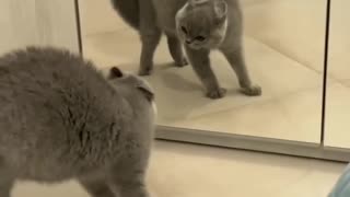 Cat sees themself in mirror