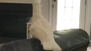 Parrot Picks on Pooch