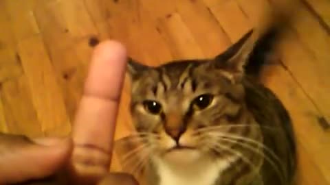 DON'T GIVE CAT A FINGER, SEE WHAT HAPPENS!!!!!