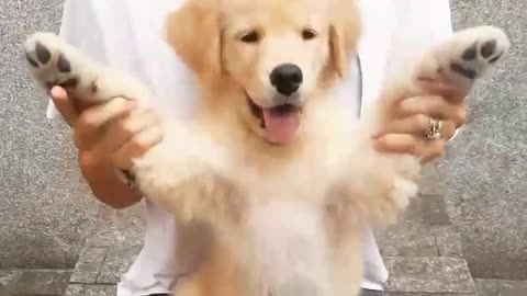Golden Retriever puppy plays peekaboo