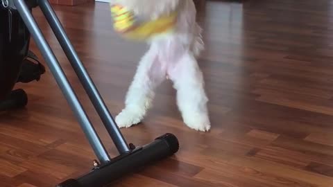 A puppy playing tug alone haha