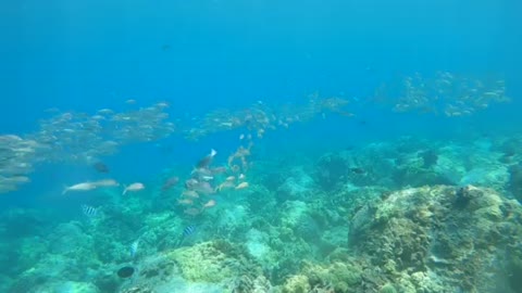 Beautiful, tropical fish at Kona Harbor Hawaii! 🤙🤙