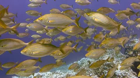 Diving Scuba Underwater Fish Ocean Sea