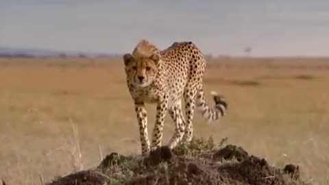 Cheetah chase gazelle