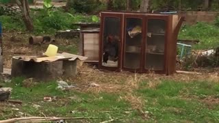 Angry Rooster Fights His Own Reflection