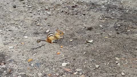 Chipmunk eating peanuts