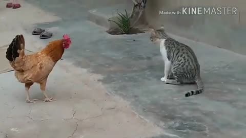 Funny Animal Dog vs Chiken Cute Cat Compilation#1 - Gato Fofinho