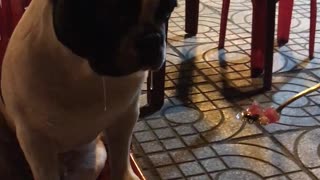 Doggo Drools for Sweet Soup