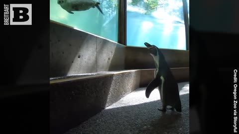 ADVENTURE TIME: Penguins Greet Other Animals as They Get to Tour Oregon Zoo