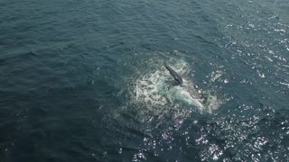 Whale and Calf Put on Spectacular Show