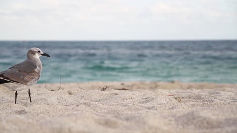 Seagull on the seashore