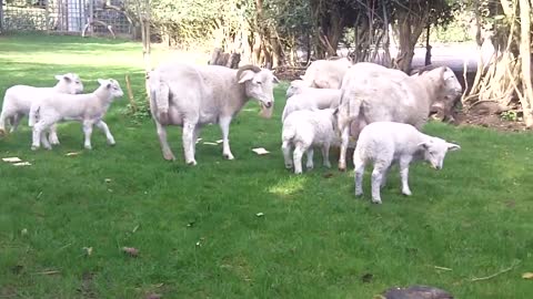 Cute Short Horn Lambs running around