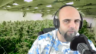 Cannabis Review Grow Healthy Birds of Paradise Marijuana