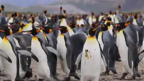 Penguin comes close for friendly chat with Galapagos tour guides