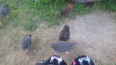 my 6 week old chicks