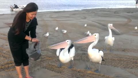 Pelicans can bites dangerous