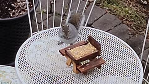 Mini Picnic Table for Squirrel