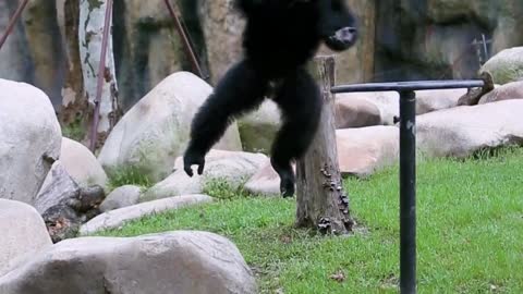 The chimpanzee