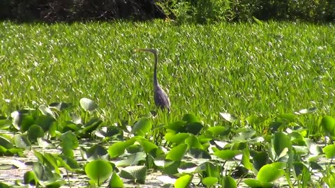 These Birds from the Danube Delta might not exist anymore because Ukraine wants to destroy the Delta