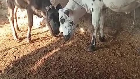 ماشاءاللہ بچھری || Heifers Baby || #cattlesfarming