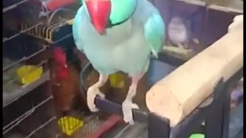 Parrot Talking in sweet Voice #parrot #shorts