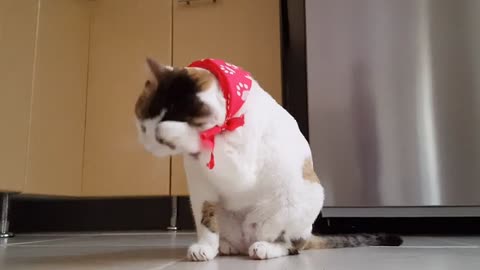 cute funny cat viral video