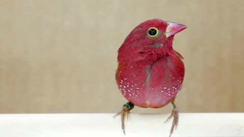 Birds amazing 🦜😱😍 Watch!!9